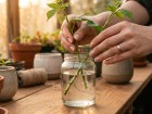 Ne jetez plus vos ronces : utilisez plut�t l'eau de ronce comme hormone de bouturage naturelle