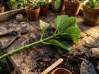Ne jetez plus vos tailles d'hortensias : bouturez-les facilement avant la fin du mois d'ao�t