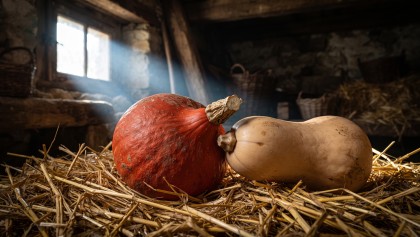 Ne perdez plus vos courges cet hiver : la m�thode pour les conserver sans pourrir