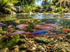 Notropis contre moustiques : la solution naturelle pour le jardin mais � double tranchant