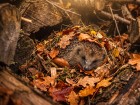 Oiseaux, h�rissons, insectes : les bons gestes pour les aider � passer l'hiver au jardin