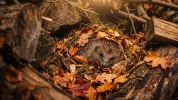 Oiseaux, h�rissons, insectes : les bons gestes pour les aider � passer l'hiver au jardin