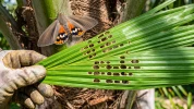 Papillon du palmier : d�tectez et �liminez sa chenille avant qu'il ne soit trop tard