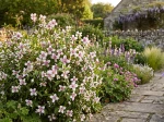 Philadelphus 'Petite Perfume Pink'
