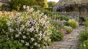 Seringa Petite Perfume Pink (Philadelphus) : un arbuste parfum� � floraison rose