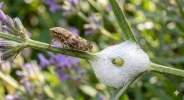 La cicadelle �cumeuse, la responsable du fameux crachat de coucou