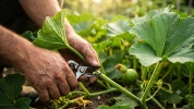 Pincer les potirons : la m�thode simple pour obtenir des fruits g�ants dans votre potager