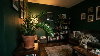 Plante ZZ, foug�res, aspidistra, aglaon�ma : le top des plantes pour pi�ces sombres