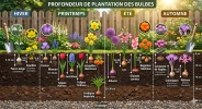 Planter les bulbes � la bonne profondeur