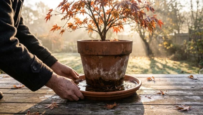 Plantes en pot : le bon r�flexe pour pr�venir le gel et la pourriture cet hiver