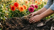 Plantez vos dahlias avant fin mai pour garantir un �t� fleuri sans effort