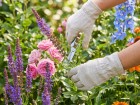 Plus de fleurs au jardin : ce geste simple qui prolonge la floraison de vos massifs et �vite l'�puisement des plantes