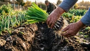 Poireaux d'hiver : pourquoi la date de repiquage id�ale n'est pas la m�me selon votre r�gion