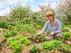 Comprendre la culture sur butte : une m�thode majeure en permaculture pour un potager tr�s fertile 