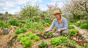 Comprendre la culture sur butte : une m�thode majeure en permaculture pour un potager tr�s fertile 