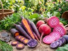Potager color� : carotte violette, betterave z�br�e et patate bleue r�inventent l'assiette du jardinier