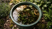 Le poubellarium : cr�er un �cosyst�me autonome dans son jardin
