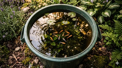 Le poubellarium : cr�er un �cosyst�me autonome dans son jardin