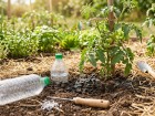Pourquoi les jardiniers enterrent des bouteilles au pied des tomates et agrumes avant les premi�res vagues de chaleur