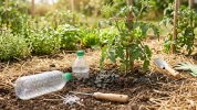 Pourquoi les jardiniers enterrent des bouteilles au pied des tomates et agrumes avant les premi�res vagues de chaleur