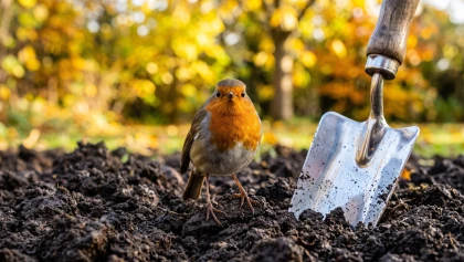 Pourquoi le rouge-gorge s'invite-t-il soudain dans votre jardin � l'automne ?