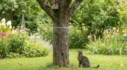 Prot�ger les oiseaux du jardin : pourquoi et comment installer une ceinture � stop minou � sur vos arbres pour �loigner les chats