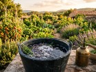Purin de lavande : ne jetez plus vos r�sidus de taille, ce mac�rat repousse les ravageurs du potager