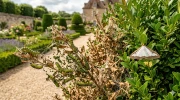 Pyrale du buis : les signes alarmants � surveiller dans votre jardin