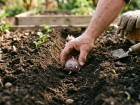 Quand et comment planter ses pommes de terre pour une r�colte abondante