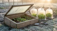 Radis, laitues, carottes : ces l�gumes tol�rent le froid et vous donnent un mois d'avance sur tous les autres jardiniers