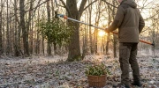Porte-bonheur du Nouvel An : reconna�tre le vrai gui en for�t et le r�colter sans danger pour les arbres