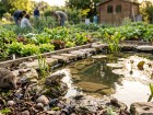 R�gulation naturelle des ravageurs : l'efficacit� prouv�e des points d'eau