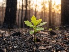 La r�silience silencieuse de nos �cosyst�mes forestiers apr�s les incendies