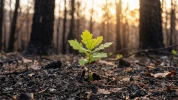 La r�silience silencieuse de nos �cosyst�mes forestiers apr�s les incendies