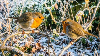 Derri�re son allure adorable, le rouge-gorge est un v�ritable tyran territorial : comment cohabiter avec lui sans aggraver ses conflits au jardin