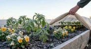 Saints de glace : mythe ou r�alit� pour vos plantations ?