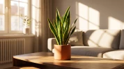 Vous n'avez pas la main verte ? La sansevieria est la plante d'int�rieur quasi increvable