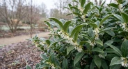 Il embaume tout le jardin en plein hiver : d�couvrez le Sarcococca, l'arbuste facile � vivre qui r�veille vos ext�rieurs