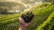 Et si les balinais avaient invent� la permaculture 1000 ans avant nous ?