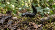 Le staphylin : l'insecte pr�dateur indispensable pour votre potager