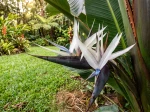 Inflorescence du Strelitzia caudata