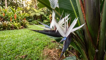 Strelitzie de montagne (Strelitzia caudata) : un cousin m�connu du bananier