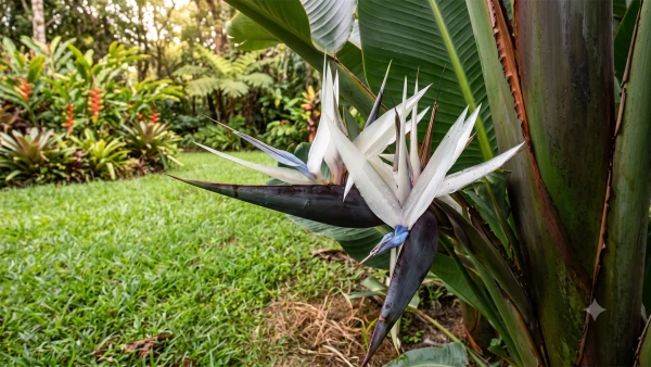 Inflorescence du Strelitzia caudata