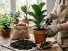 Le surfa�age : l'astuce pour nourrir vos plantes sans les rempoter