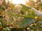 Pourquoi les feuilles de vos rosiers disparaissent en quelques jours