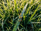 Terre de diatom�e, tonte, habitudes : comment �liminer naturellement les ao�tats du jardin