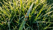 Terre de diatom�e, tonte, habitudes : comment �liminer naturellement les ao�tats du jardin