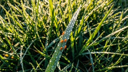 Terre de diatom�e, tonte, habitudes : comment �liminer naturellement les ao�tats du jardin