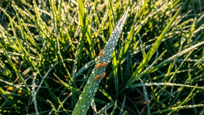 Terre de diatom�e, tonte, habitudes : comment �liminer naturellement les ao�tats du jardin