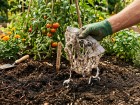 Le test surprenant du slip en coton pour �valuer la qualit� du sol de son potager